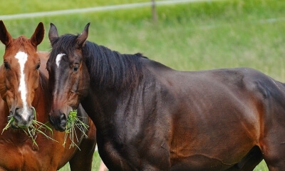 equine-services